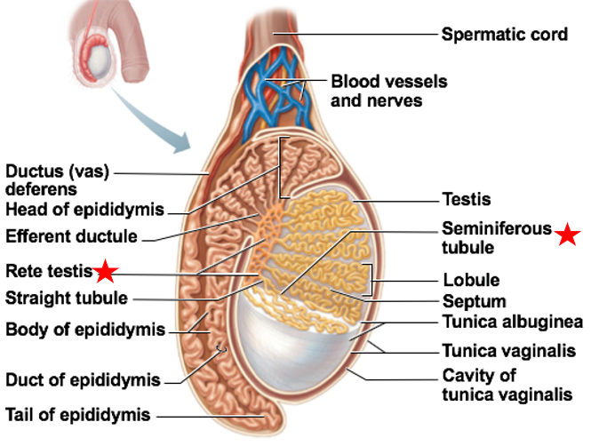 <ul><li><p>Function: location of sperm production</p><ul><li><p>in the walls</p></li></ul></li><li><p>Immature sperm move through rete testis to epididymis</p></li></ul><p></p>
