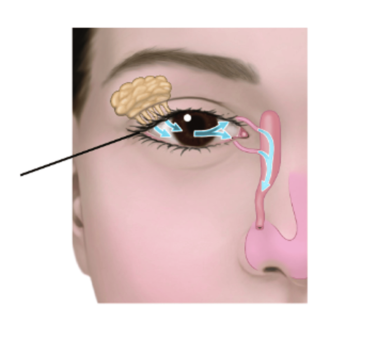 <p>lower eyelid</p>