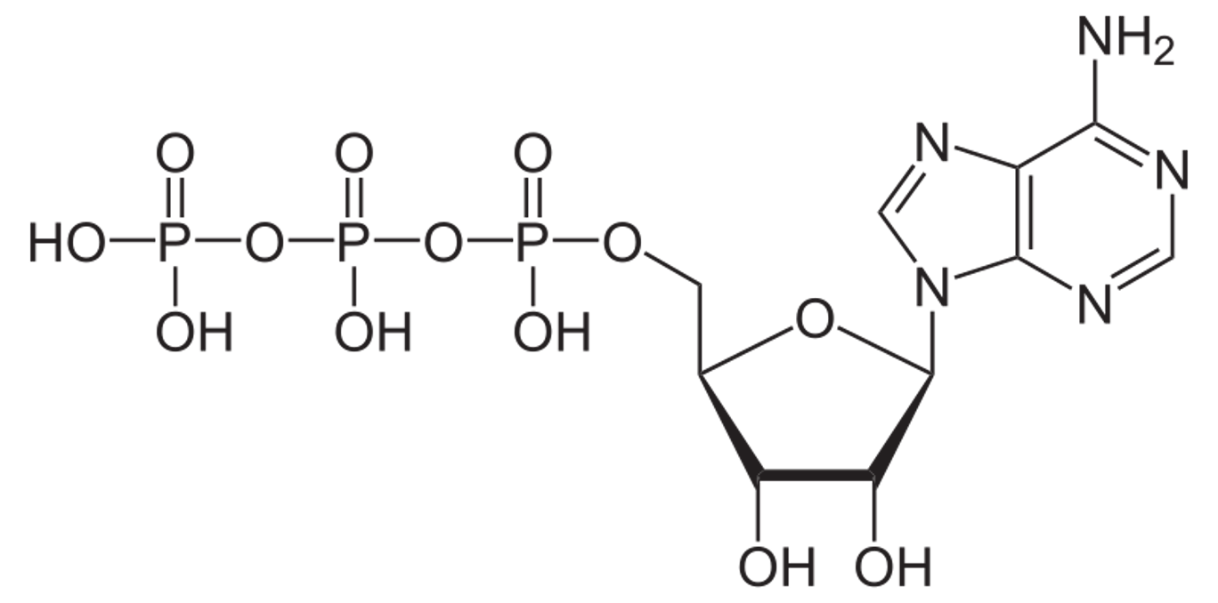 <p>has the potential to react with water = <mark data-color="yellow" style="background-color: yellow; color: inherit">release energy</mark> that can be used by the <mark data-color="yellow" style="background-color: yellow; color: inherit">cell</mark></p>