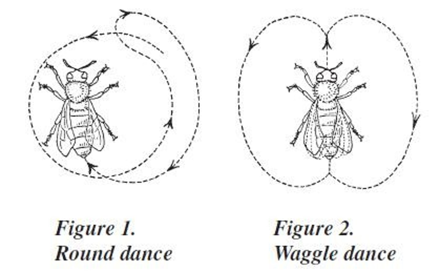 <p>1. Round dance</p><p>2. Waggle dance</p>