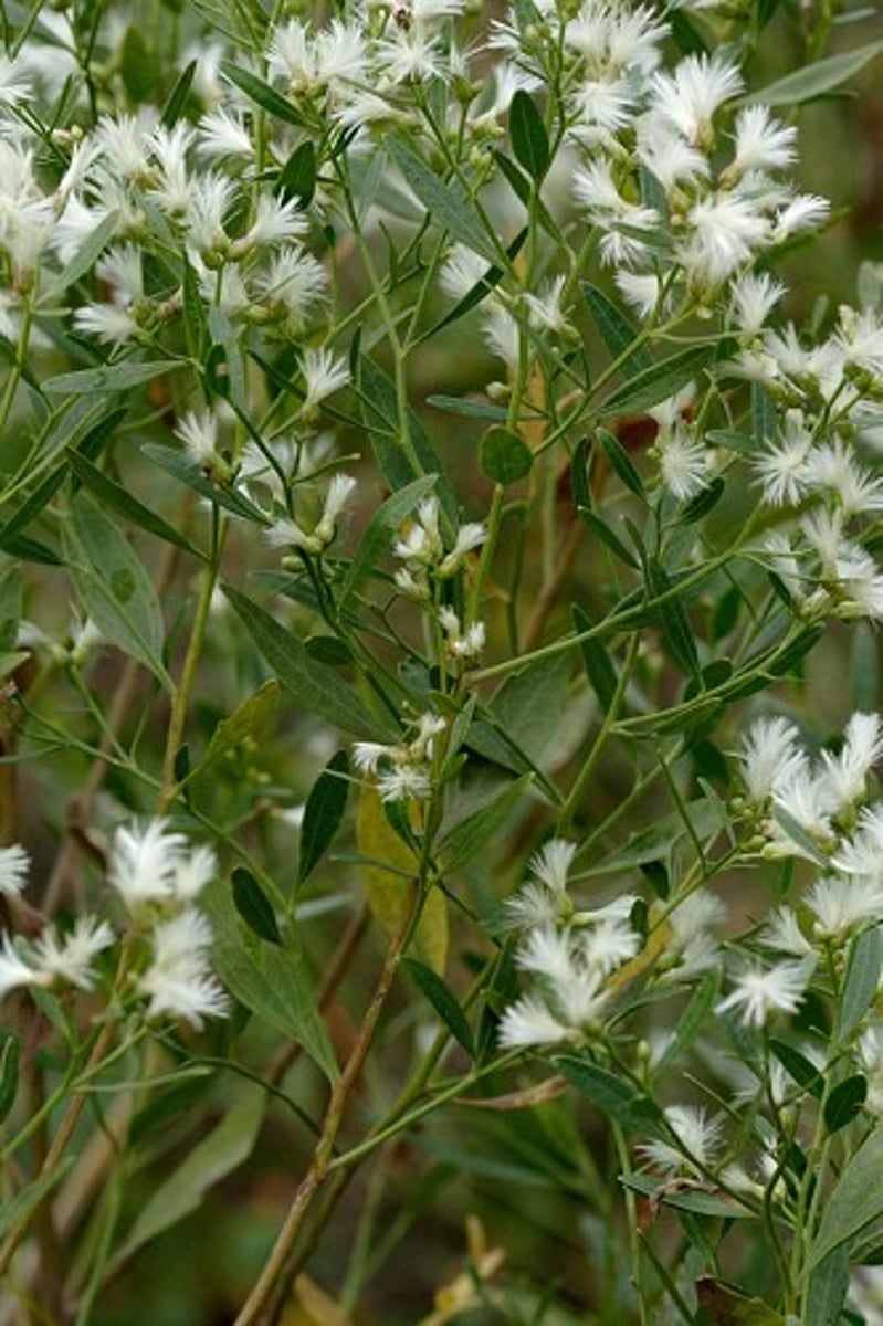 <p>-leaves look like duck feet</p><p>-little balls on the tips</p><p>-dandelion like fruit</p><p>-leaves on upper crown near twig often lack teeth</p>