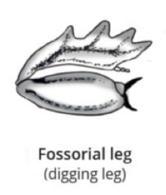 <p>Name what insect leg this is, its order/s and its function</p>