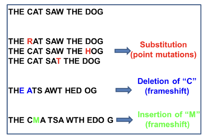 <p>single nucleotide change as a result of point mutations</p>