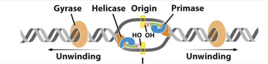 <p>DNA synthesis is initiated at RNA primers and synthesized by primase</p><p>a new primer is needed for each leading strand and each okazaki fragment</p>