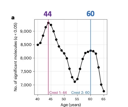 <p><span>•108 participants</span></p><p><span>•25-75 years</span></p><p><span>•Tracked specific molecule functions for 1.7 years</span></p><p><span>two times where we have accelerated aging- function normally in a homeostatic mechanisms, at age 44 and age 60</span></p><p><span>-they will feel like they aged 5 years within that time span, within that year than any other time</span></p><p><span>•Two points of major disruption in molecules related to, </span></p><p><span>e.g.:</span></p><p><span>–Immune system</span></p><p><span>–Metabolism e.g. alcohol metabolism (cant handle things they could before, food, etc)</span></p>