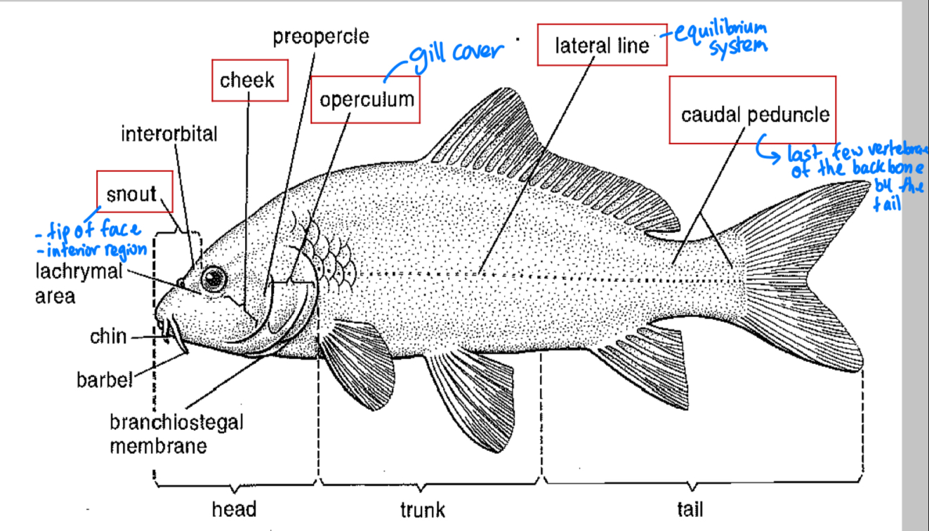 <p>Lateral line; Sensory system consisting of pores and canals along the head and body for the detection of vibrations and water movement, often associated with perforated scales along the body</p>