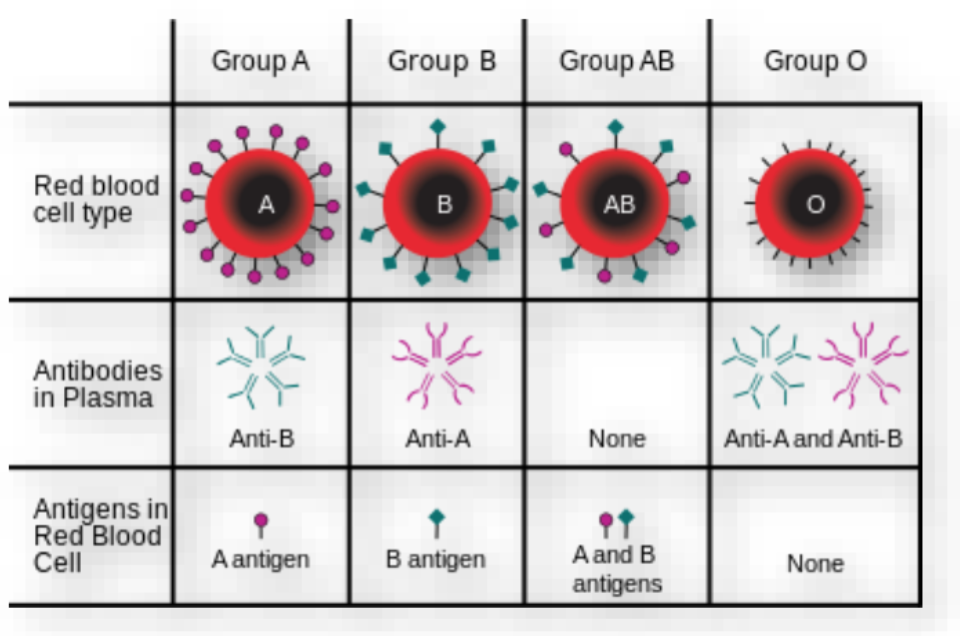 <ul><li><p>Group A</p></li></ul><p>Anti-B</p><p>A antigen </p><ul><li><p>Group B</p></li></ul><p>Anti-A</p><p>B antigen </p><ul><li><p>Group AB</p></li></ul><p>NO antibody</p><p>A and B antigens </p><ul><li><p>Group O</p></li></ul><p>Anti-A and Anti-B</p><p>NO antigens </p><p></p>