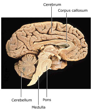 <p>largest part of brain</p>