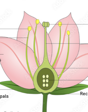 <p>label diagram</p>