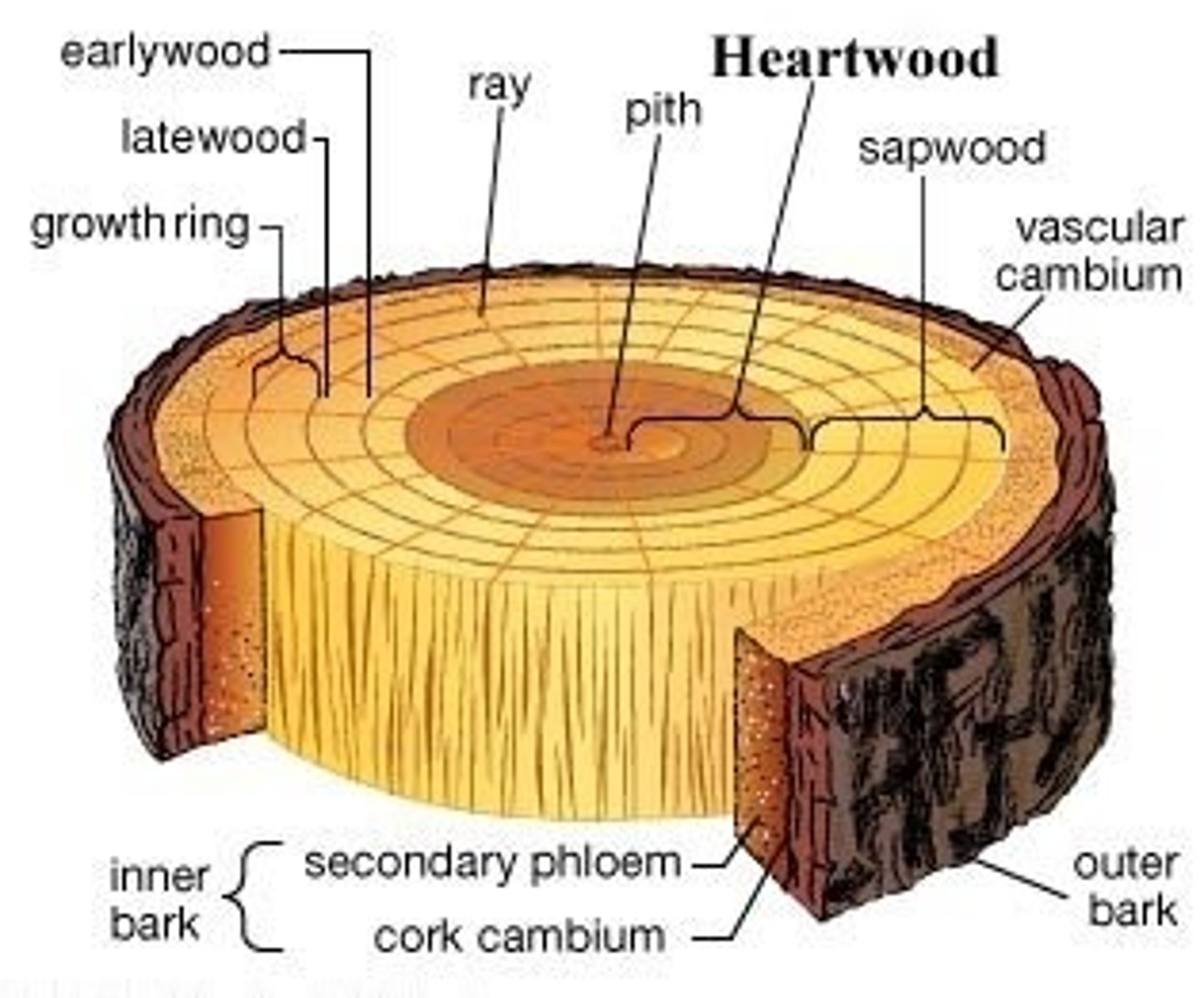 <p>oldest and innermost layer of secondary xylem. It is darker in color</p><p>Tylosevessel elements prevent water flow</p>
