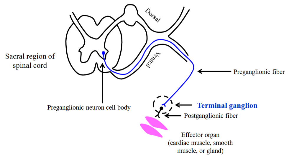 <ul><li><p>Leaves the central root and travels to the target tissue, synapsing with the postganglionic fiber at a terminal ganglion. </p></li><li><p>This ganglion is located near or within the walls of the target tissue.</p></li><li><p>It is a two-neuron chain with a long preganglionic fiber and a short postganglionic fiber.</p></li></ul><p></p>