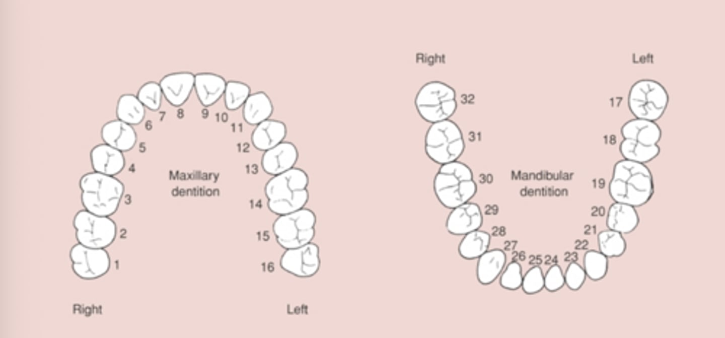 <p>MAX = #1-16</p><p>Mand = #17-32</p>