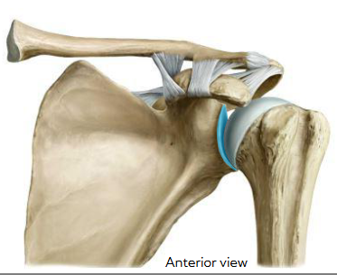 <p>name type of articulation </p>