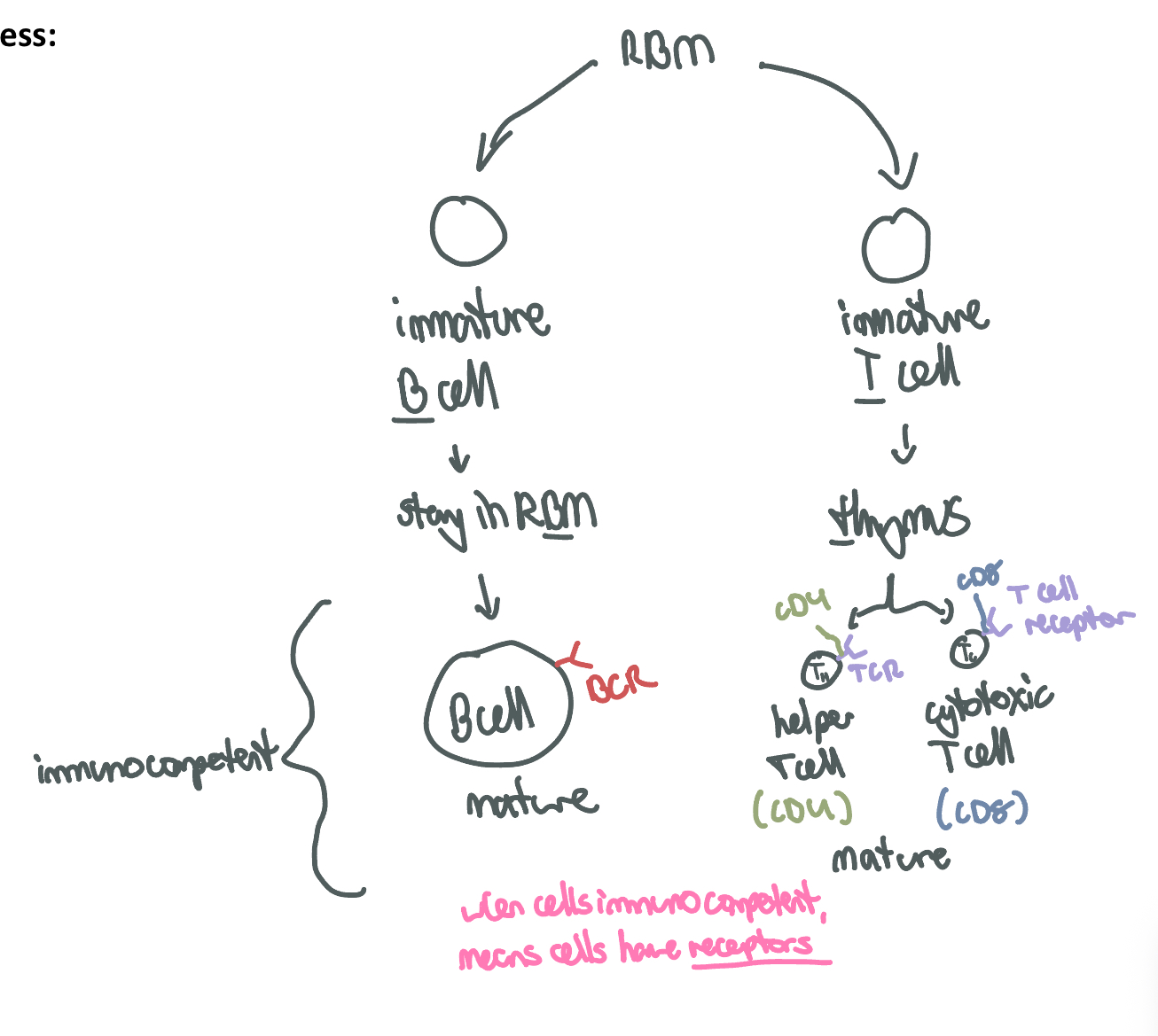 <p>what does it mean when a T or B cell becomes immunicompetent</p>