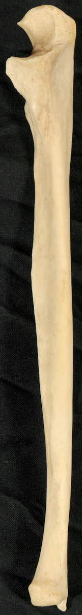 <p>(p.)</p>