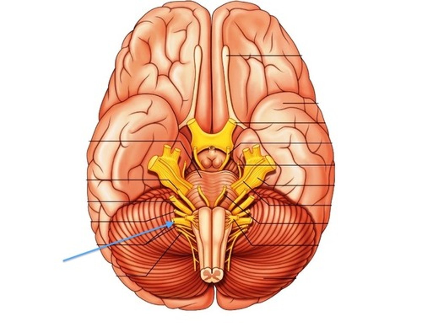 <p>Vagus nerve responsible for sensory input from the abdomen, thorax, neck, and tongue, and motor control to the pharynx and larynx, as well as autonomic functions</p>