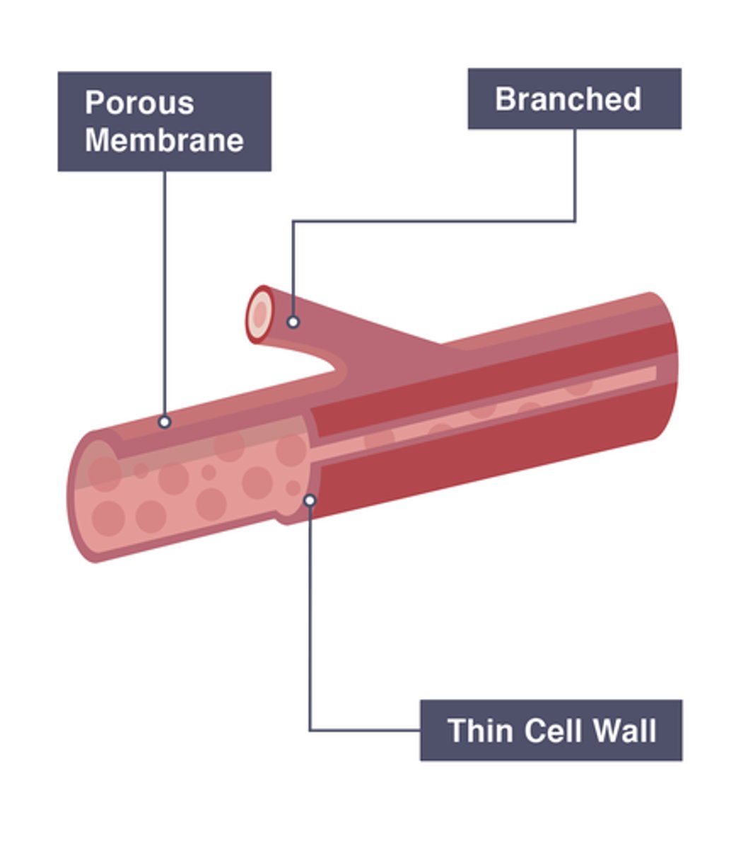 <p>- very thin walls (one cell thick) allows for quick diffusion</p><p>- connects arteries and veins</p><p>- narrow lumen so that red blood cells pass in a single file, maximising contact with the thin walls for better exchange.</p><p>- permeable walls that let small molecules like glucose, oxygen, and waste pass through.</p><p>- branching creates a large SA of material transfer</p>