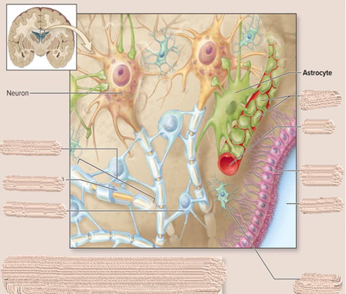 <p>-most abundant in the CNS<br>-have processes that end in perivascular feet<br>-structural support<br>-assist neuronal development<br>-alter synaptic activity<br>-occupy the space of dying neurons</p>