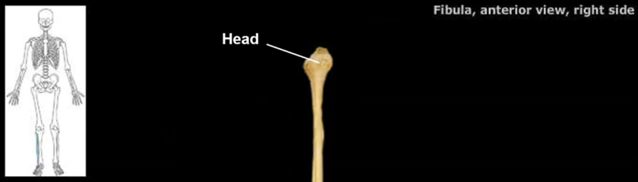 <p>the head attaches the fibula attaches the fibula to the proximal end of the tibia</p>