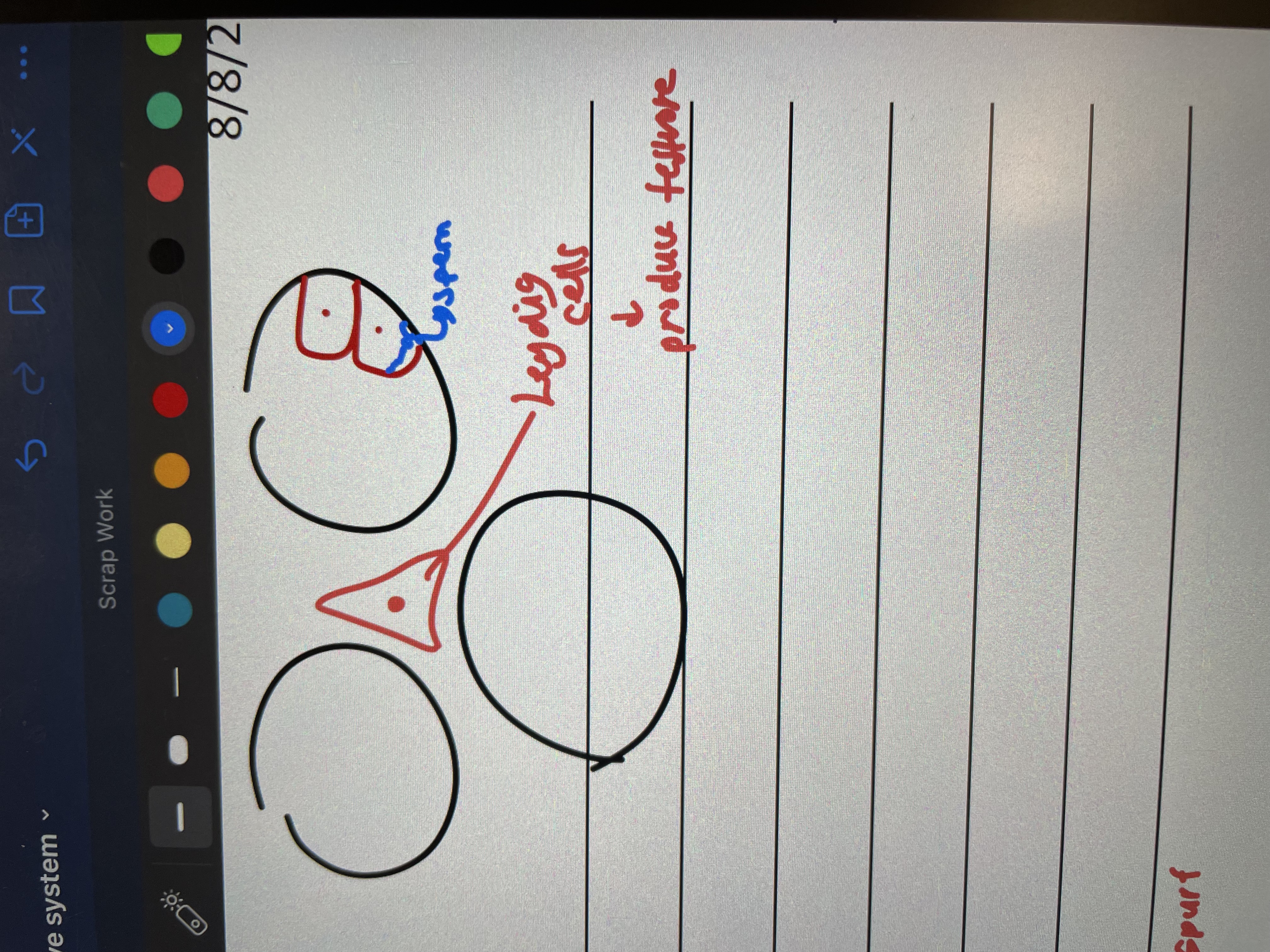 <p>Located in tissue between seminiferous tubules</p><p>Produce testosterone</p>