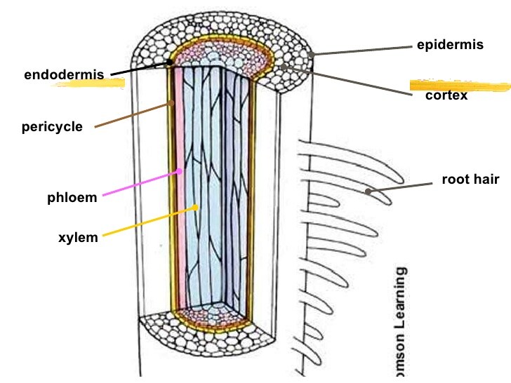 <p>Know: Where and why the PERICYCLE in a root. (why= why we focus on it?)</p>