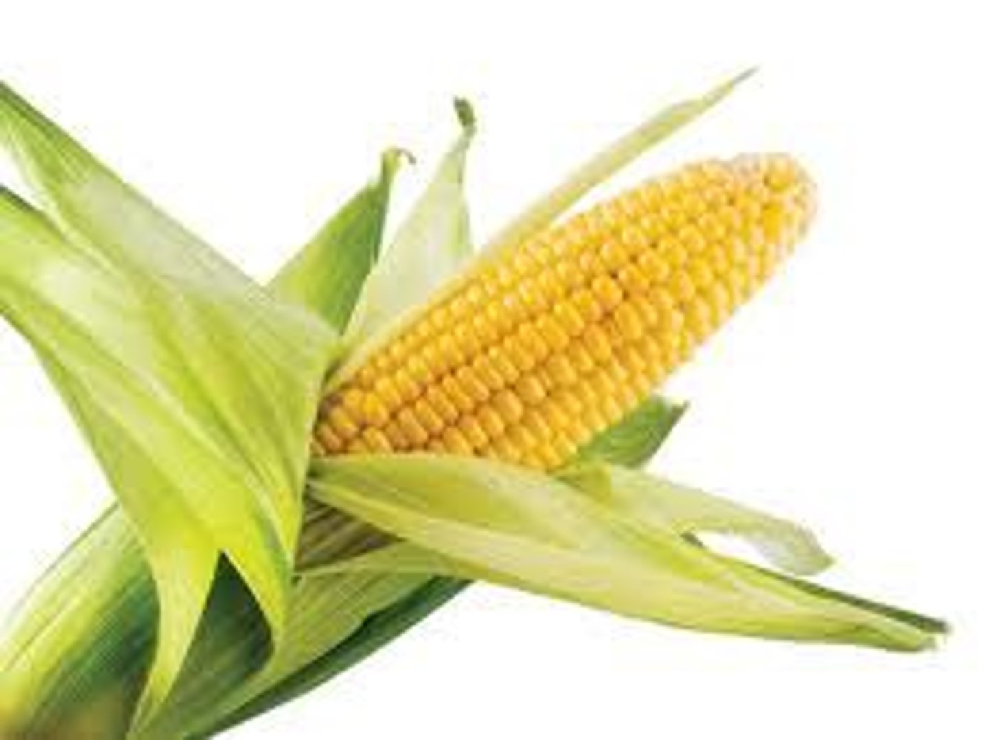 <p>corn</p>