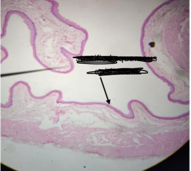 <p><span>Identification</span></p>