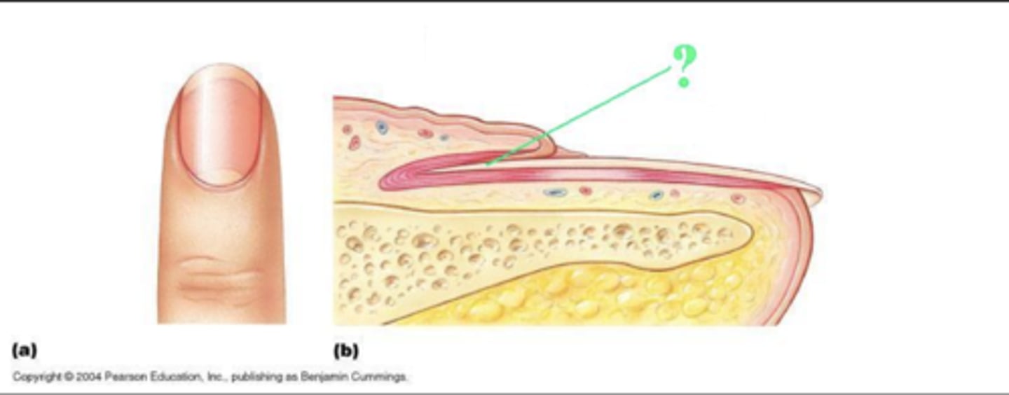 <p>nail root/root/root of nail</p>