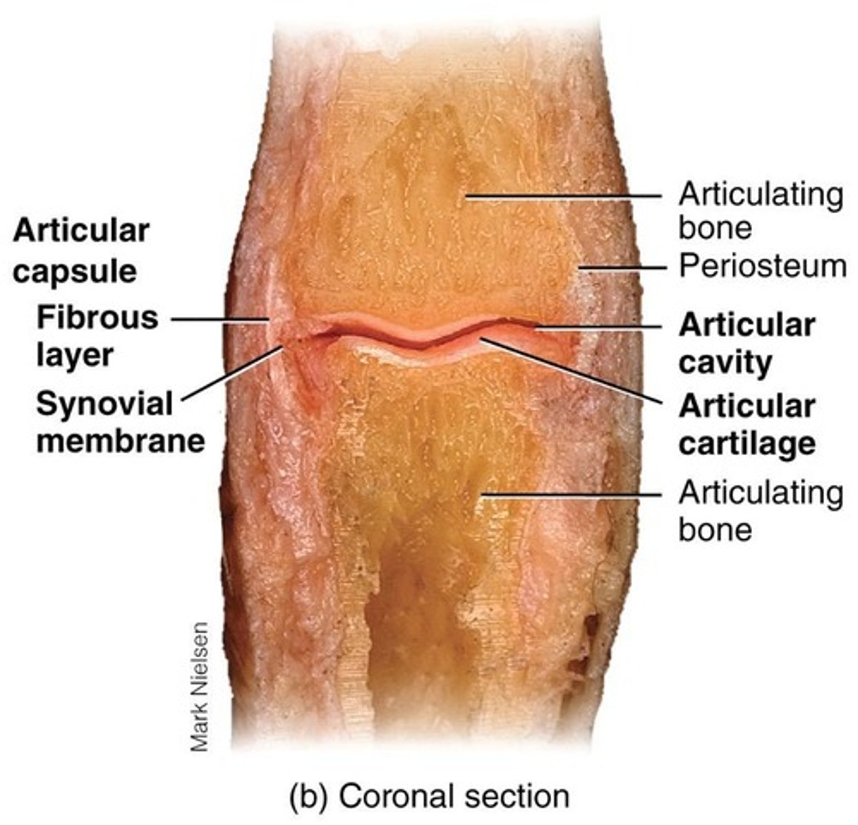 <p>Synovial joints have a synovial cavity, articulating bones are covered with articular cartilage, held together by ligaments, contain synovial fluid, have a nerve and blood supply, and are surrounded by an articular capsule.</p>