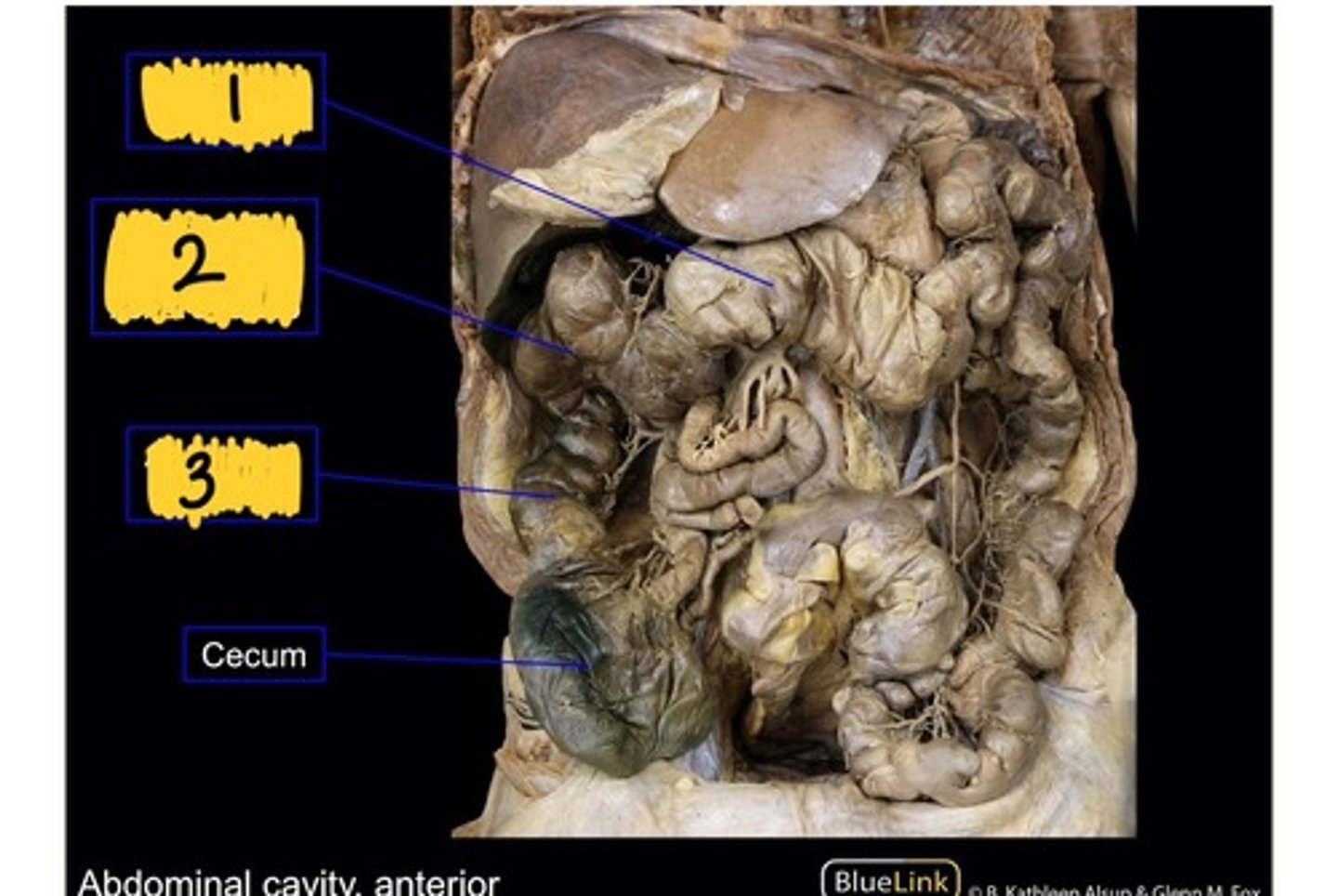 knowt flashcard image