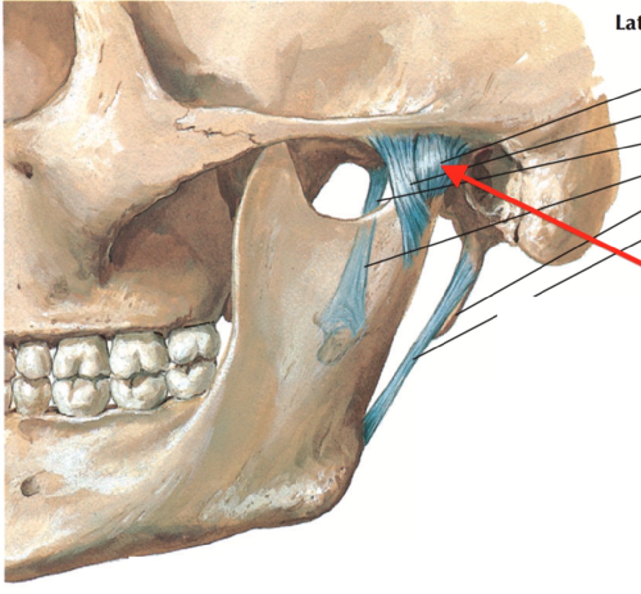 <p>completely encloses the TMJ</p>