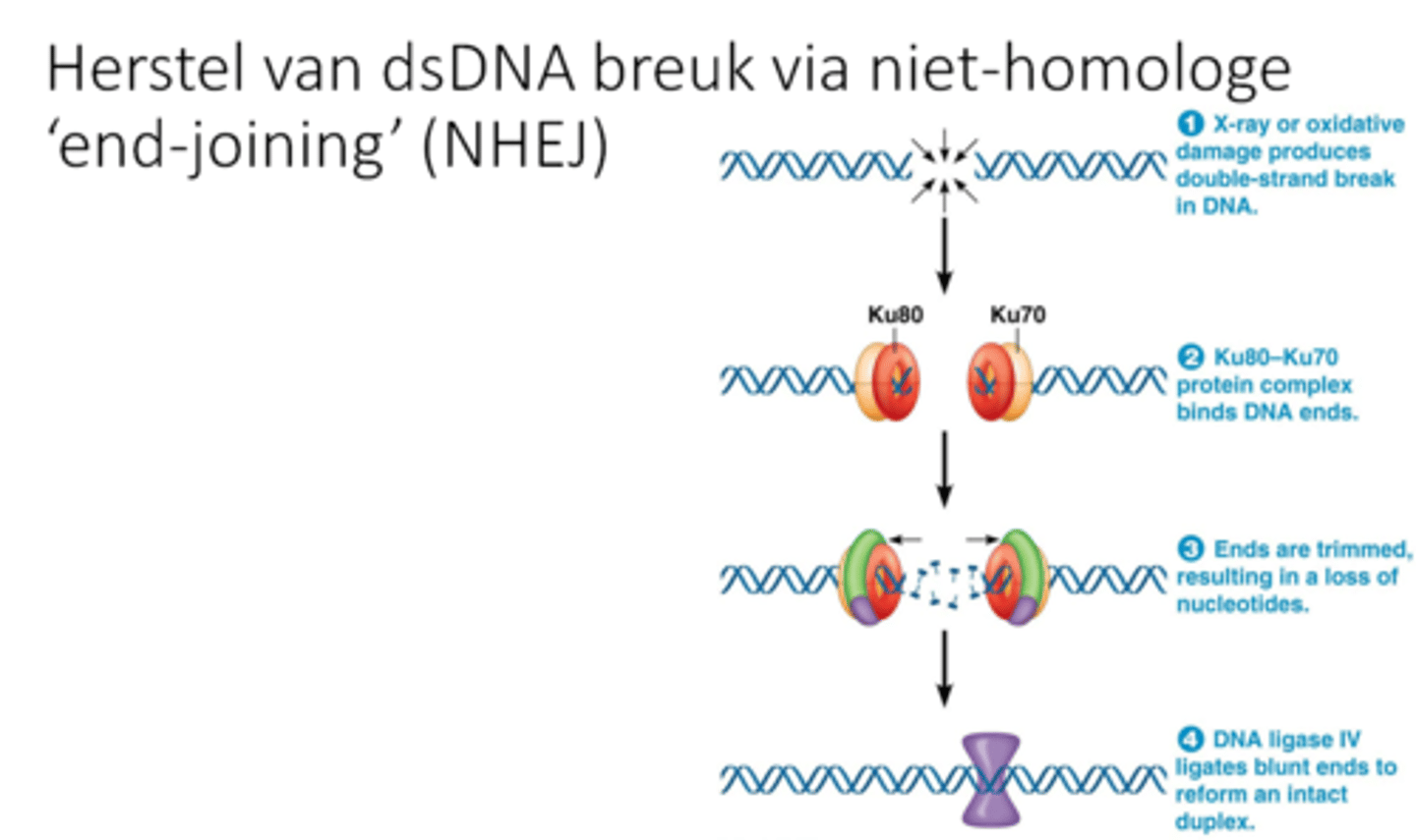 <p>1. Dubbelstrengige breuk door X rays</p><p>Herkent door Ku80 en Ku70</p><p>2. Ze binden aan het uiteinde</p><p>3. Recruteren exonucleasen</p><p>-Exonuclease maakt mooie uiteindes* maar hierbij gebeuren er deleties</p><p>4. DNA ligase gaat opnieuw binden</p><p>->niet fouten vrij (=error-prone repair) door die deleties als dat in een exon is!</p><p>Dit gebeurt enkel in de G0 (uit de celcyclus, bv gedifferentieerde cellen) en G1 fase</p><p>Treedt ook op bij verlies van telomeren en kan tot chromosoomfusie leiden</p><p>-Telomeren worden korter bij elke celdeling</p><p>->Cel denkt dat er een breuk is, herstellen start</p><p>->chromosomen fuseren, dit is rampzalig voor de cel!</p><p>*Breuk kan symmetrisch (een rechte knip) of assymetrisch gebeuren</p><p>Bij assymetrisch: moeilijke enkelstrengige uiteindes die afgebroken moeten worden door exonuclease</p>