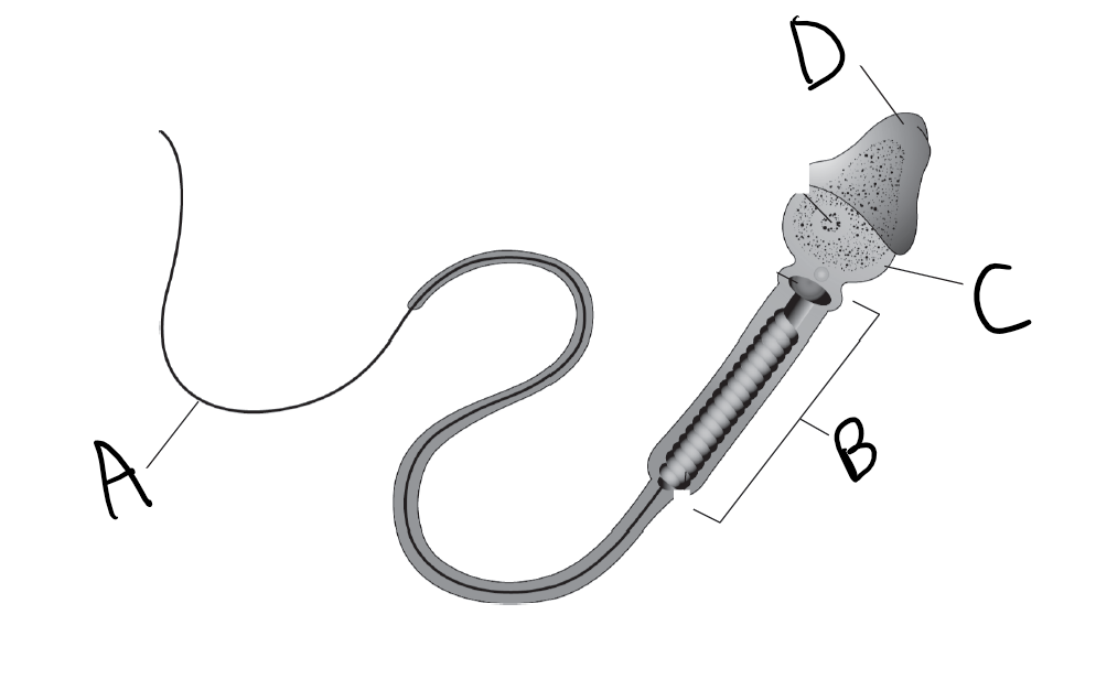 <p>What is B?</p>