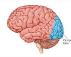 <p><span>situated at the back of the brain, posterior to the parietal and temporal lobes</span></p>