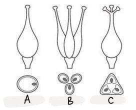 what type of gynoecium is B?