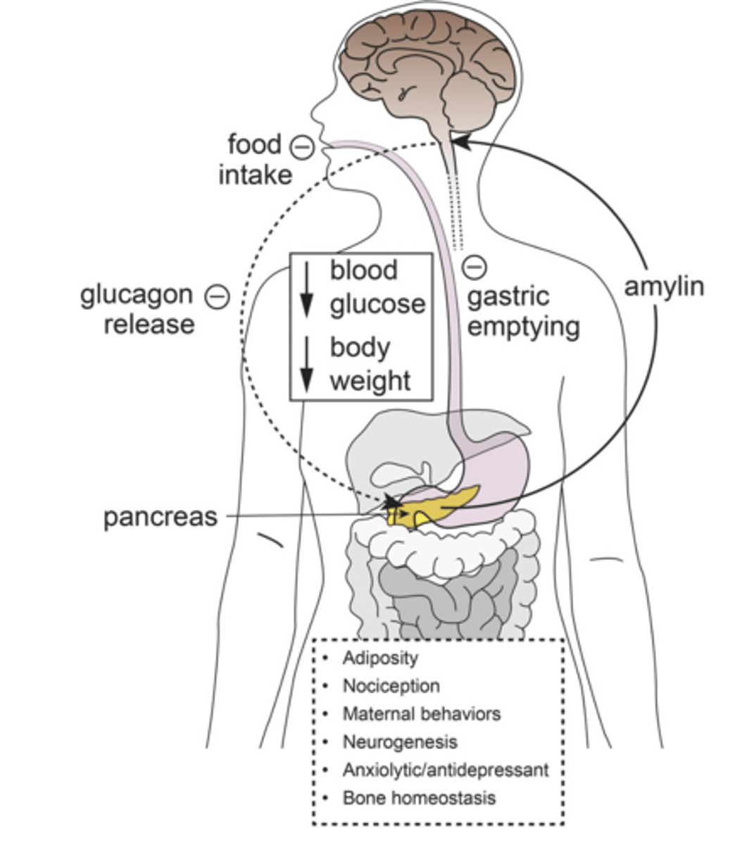 <p>amylin is co-secreted with insulin and slows gastric emptying and secretion:</p>