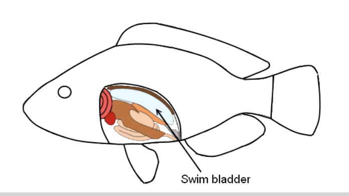<p>acts as a countercurrent system to prevent O2 leaving</p>