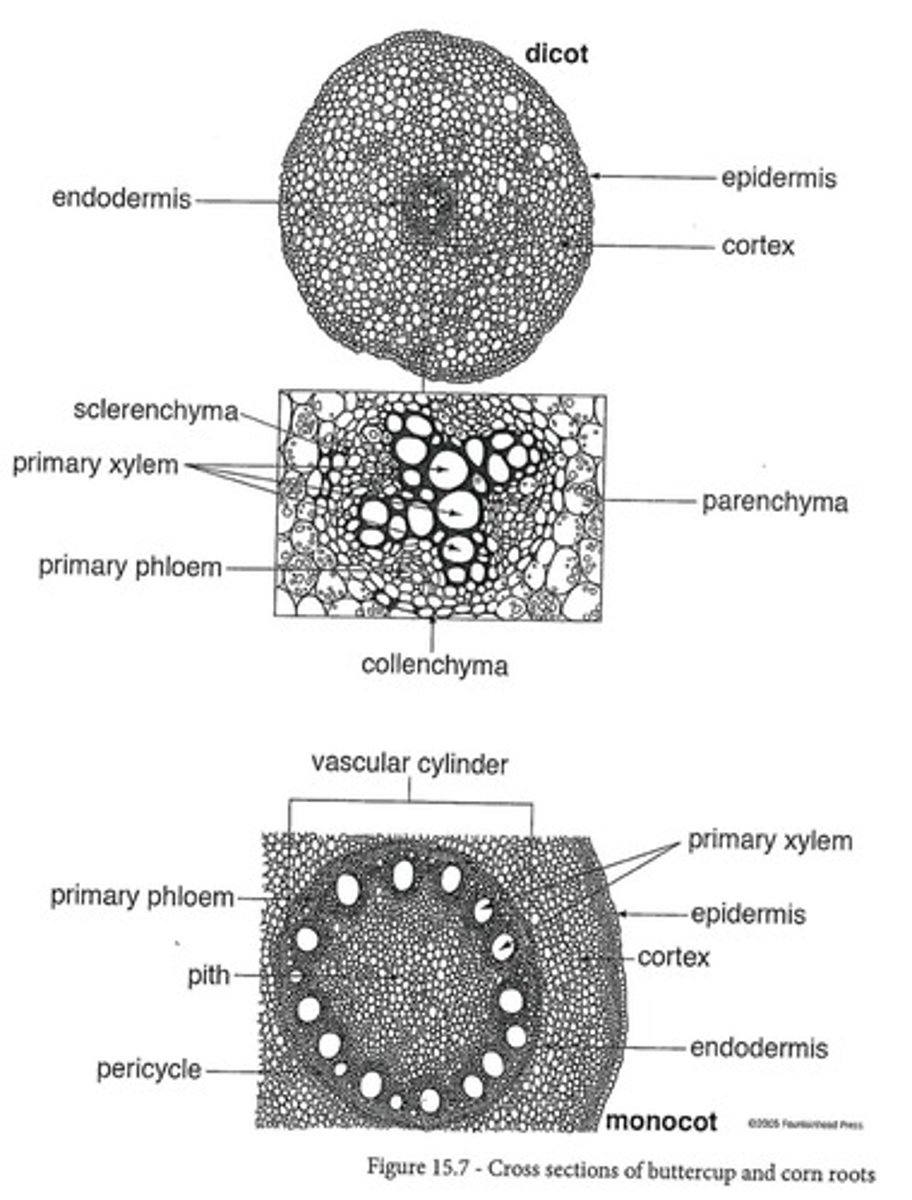 <p>Has xylem and phloem forming an 'X' or '+' in the center with no pith.</p>
