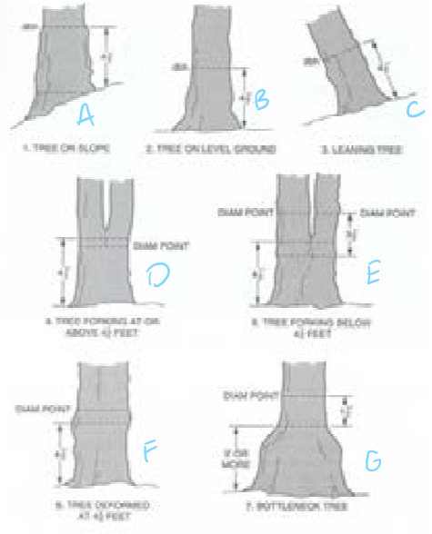 <p>How do you measure DBH for C? (leaning tree)</p>