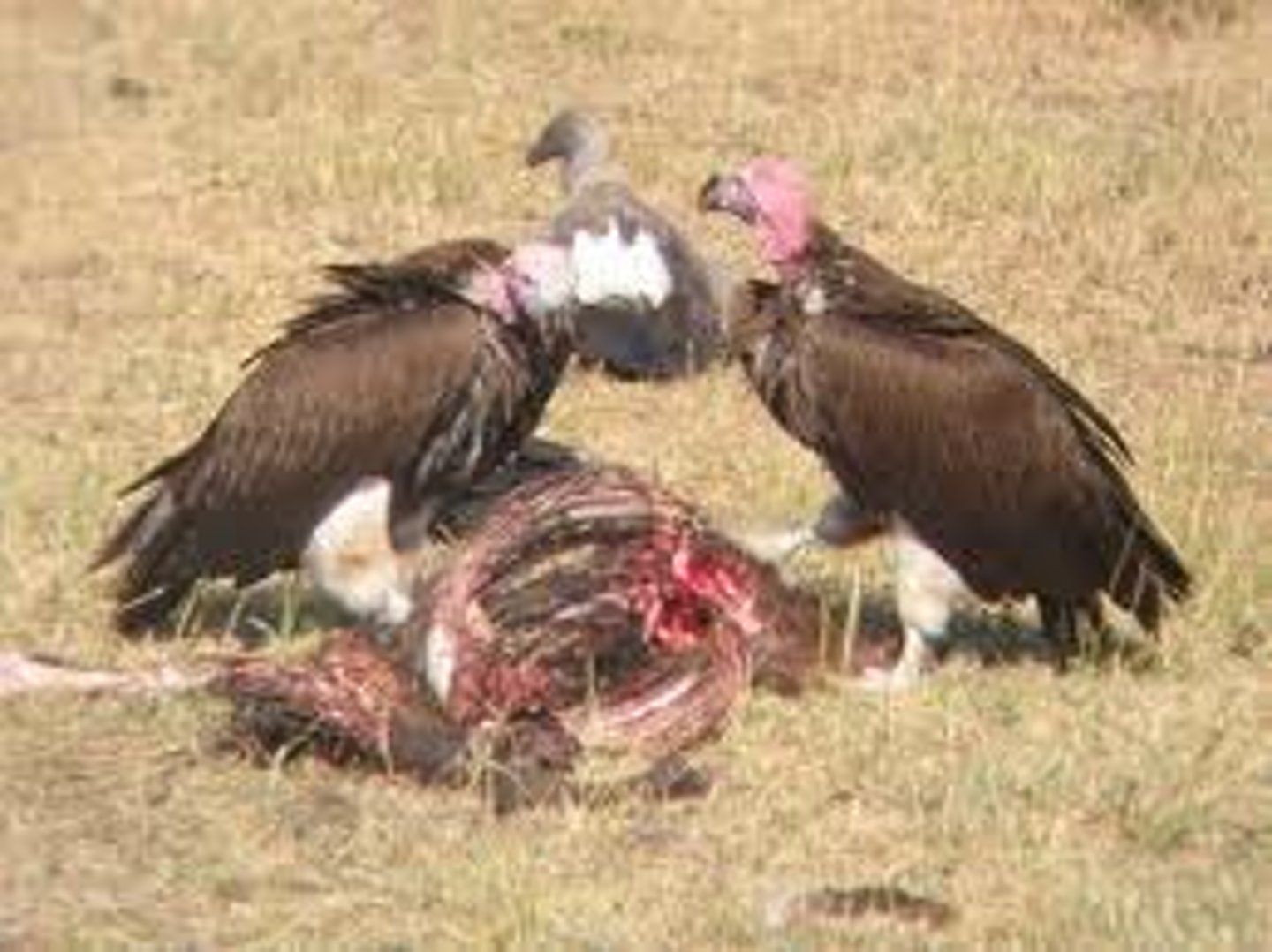<p>an organism that consumes dead animals</p>