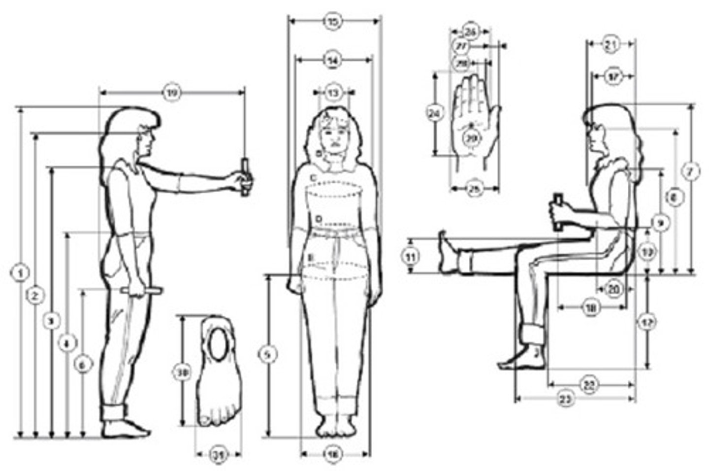 <p>Study of measurements of the human body</p>
