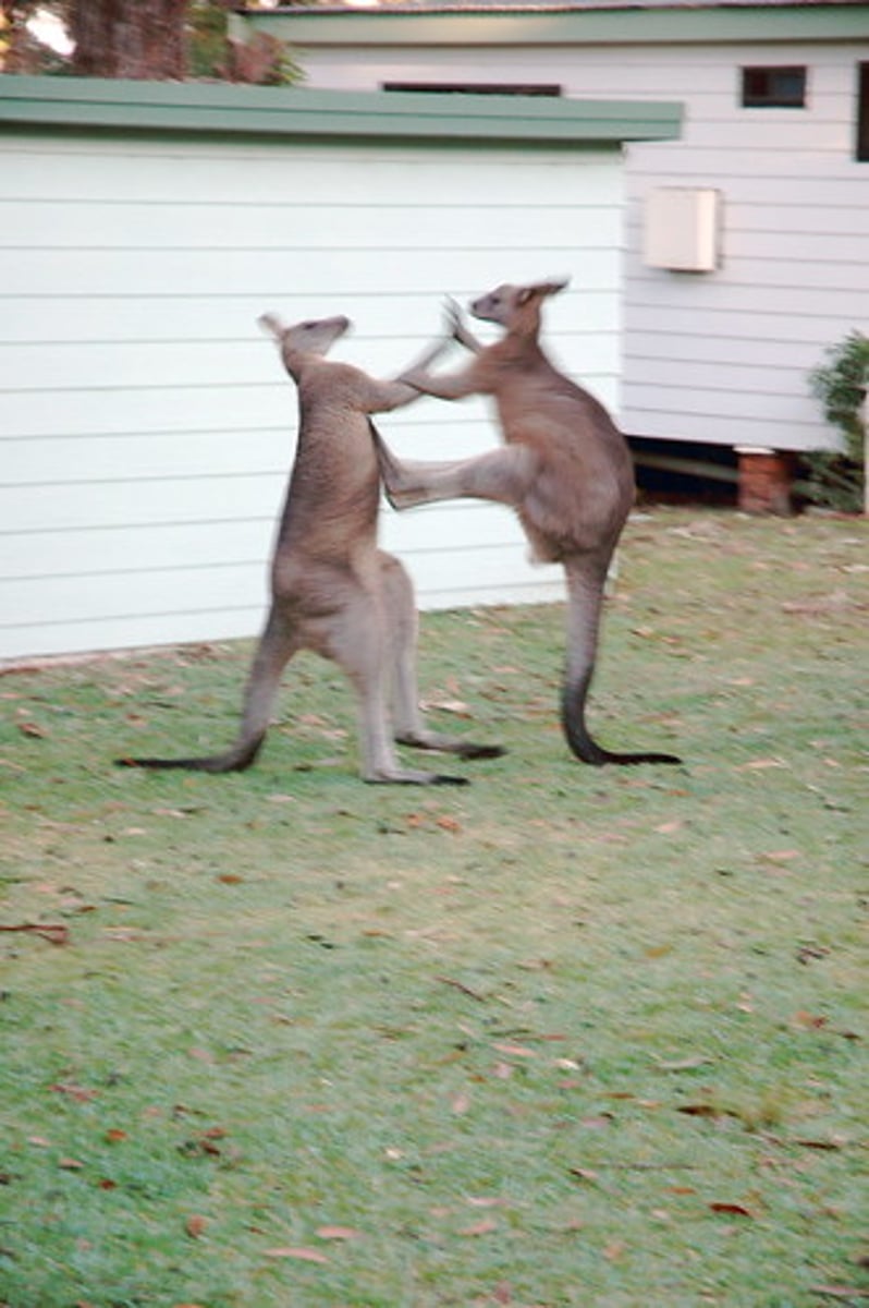 <p>The kangaroos were in a ___.</p>