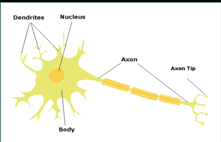<p>3 parts</p><ol><li><p>cell body</p></li><li><p>axon: transmit pulses AWAY from cell body</p></li><li><p>dendrite: receives impulses form other cells and transmits them cell to body</p></li></ol><ul><li><p>do not actually touch, bit are close enough to allow neural impulses to “jump” or synapse between the axon of one neuron and the dendrites of the next</p></li></ul><p></p>