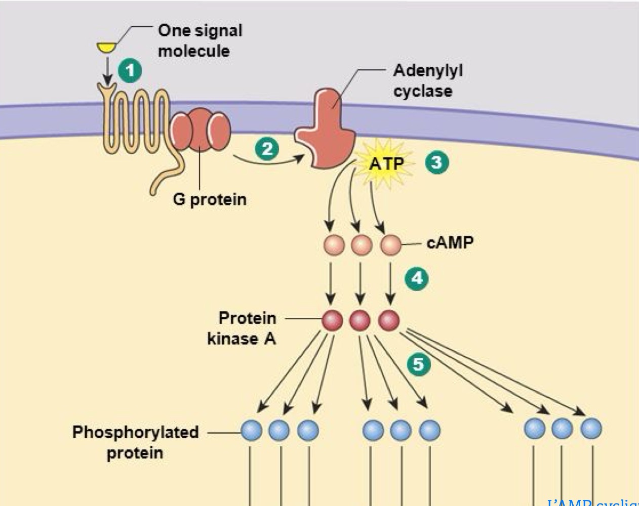 <p>• Activer la protéine kinase A (PKA) qui catalyse la phosphorylation spécifique de protéines-substrats, ce qui amplifie le signal</p><p>•   Se lie aussi aux canaux ioniques<br></p><p></p>