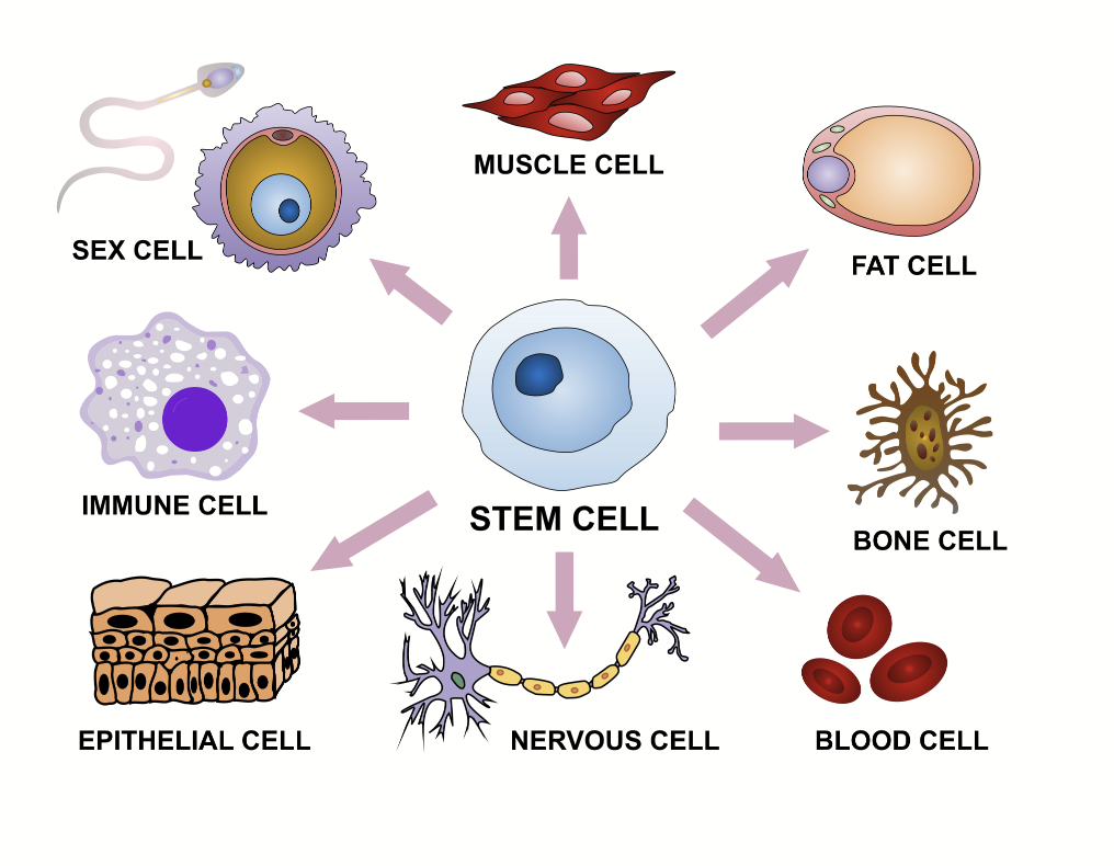 <p>During development, most cells in multicellular organisms will become specialized.</p><p>Information is important to create different specific cell types.</p><ul><li><p>A stem cell, if in the right environment (specific nutrients, etc.), can become anything</p></li></ul>