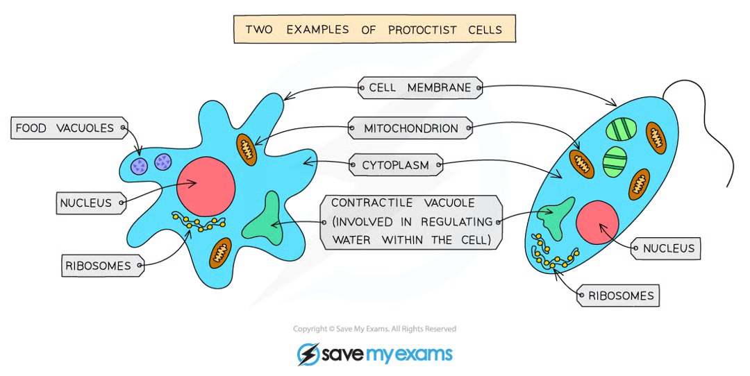 <ul><li><p>most are unicellular but some are multicellular</p></li><li><p>all have a nucleus, some may have cell walls and chloroplasts</p></li><li><p>some protocists photosynthesise and some feed on organic substances made by other living things</p></li></ul><p></p>