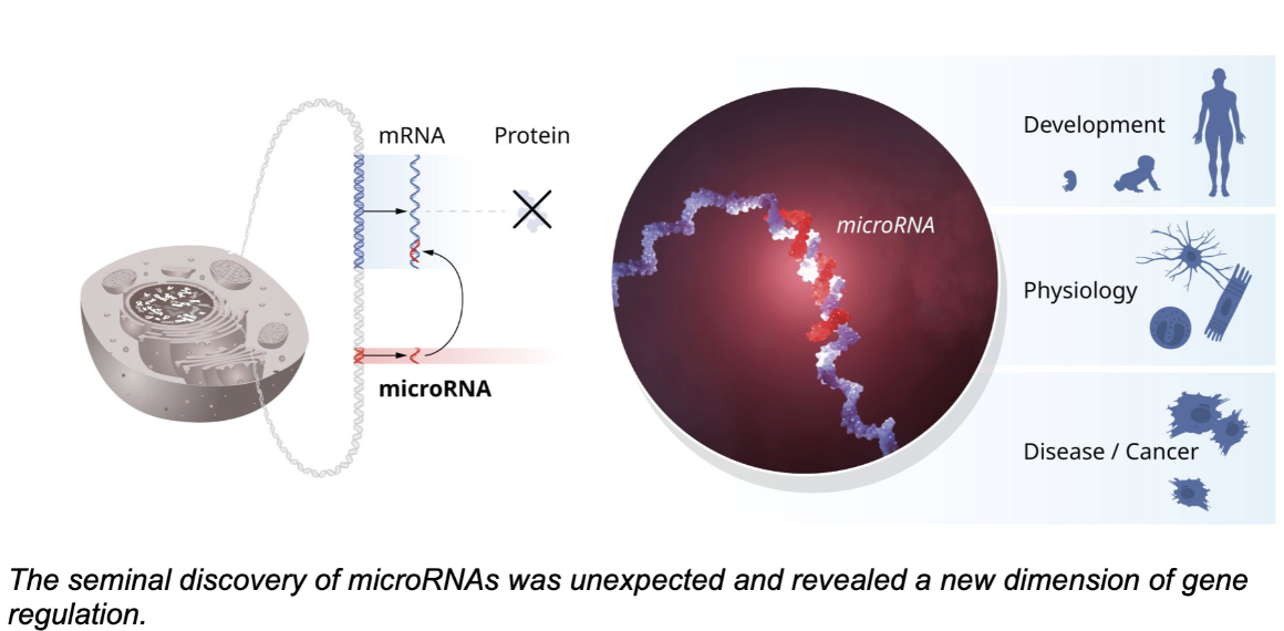 <ul><li><p>A single miRNA can regulate the expression of many different genes, and a single gene can be regulated by multiple miRNAs, thereby coordinating and fine-tuning the entire network of a cell’s gene expression</p></li><li><p>miRNA regulation is<strong> universal</strong> among multicellular organisms!</p></li></ul><p></p>