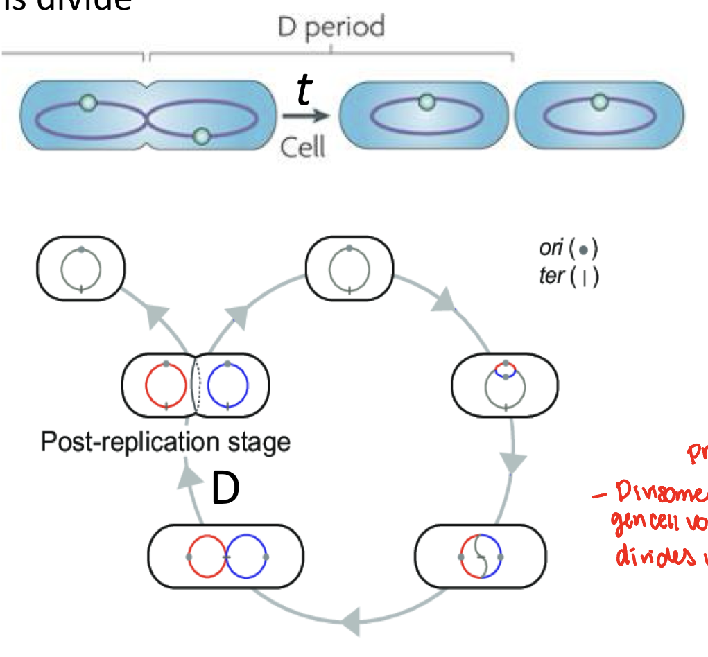 <p>cytokinesis- chromosome and cellular materials segregate and the cells divide</p>