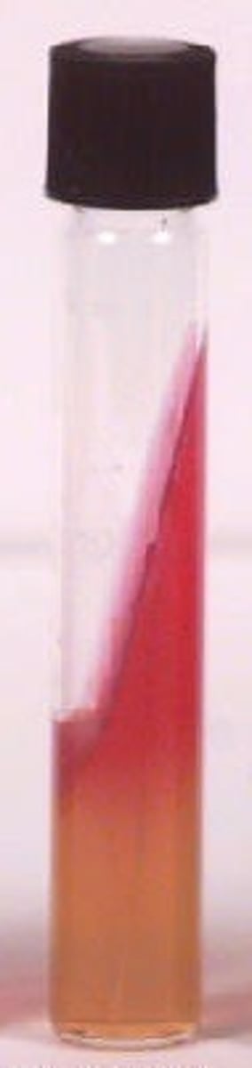 <p>Glucose fermentation only (red slant, yellow butt)</p>