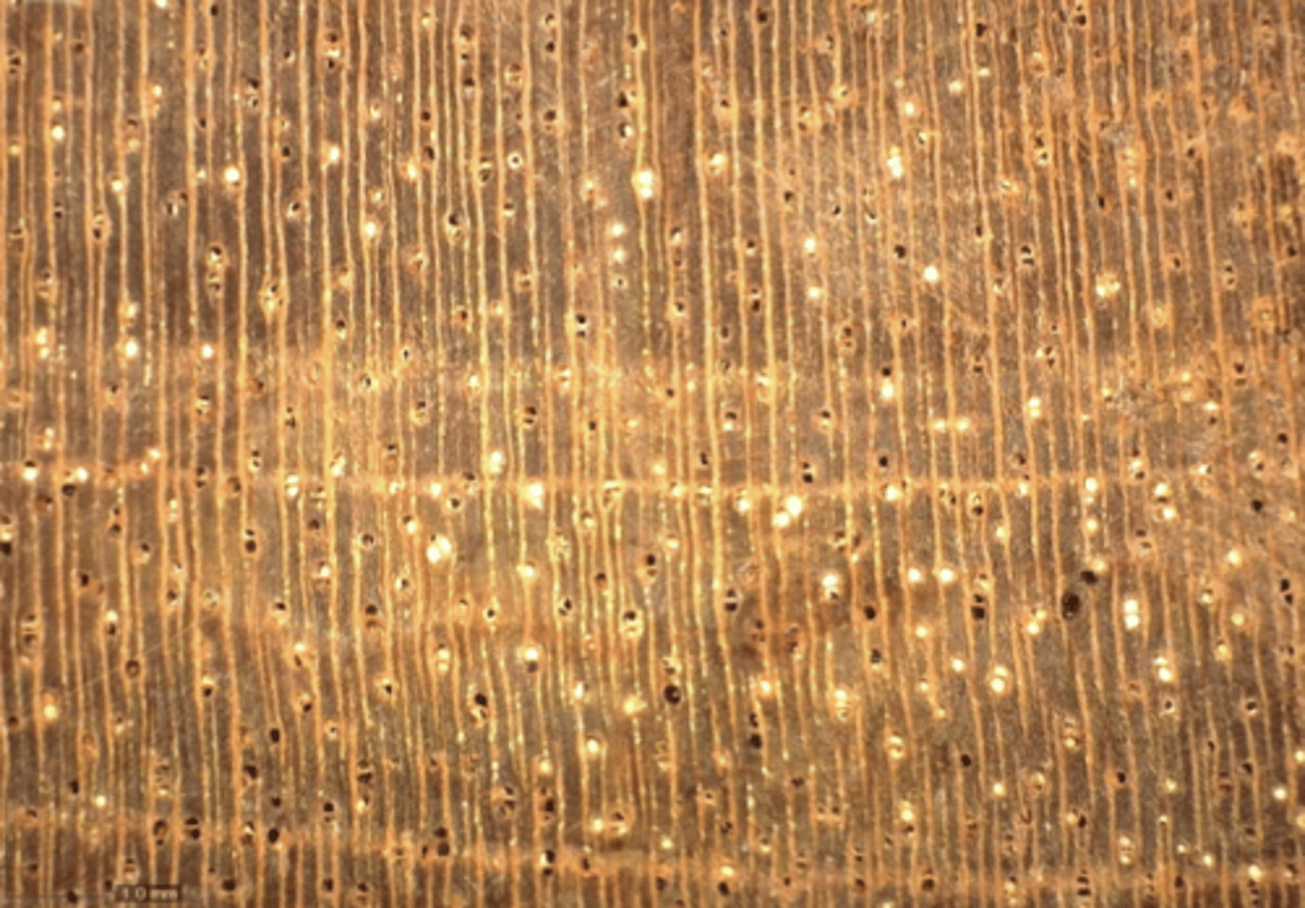 <p>Wood pale orange brown in color; diffuse porous; orange, yellowish, whitish or blackish deposits; boundary parenchyma</p>